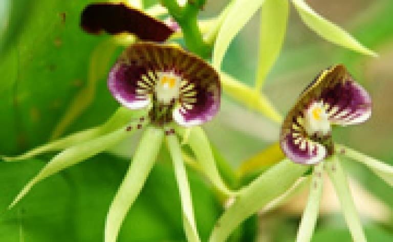 Balade botanique : Orchidées par milliers