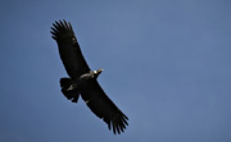 Observation des condors à Croix des Condors