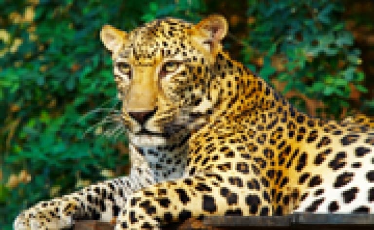 Wildt Cheetah – protection des guépards
