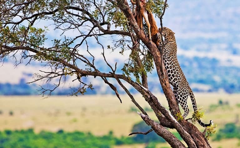 Cap sur Masai Mara !